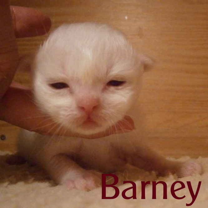 Barney 2 Wochen