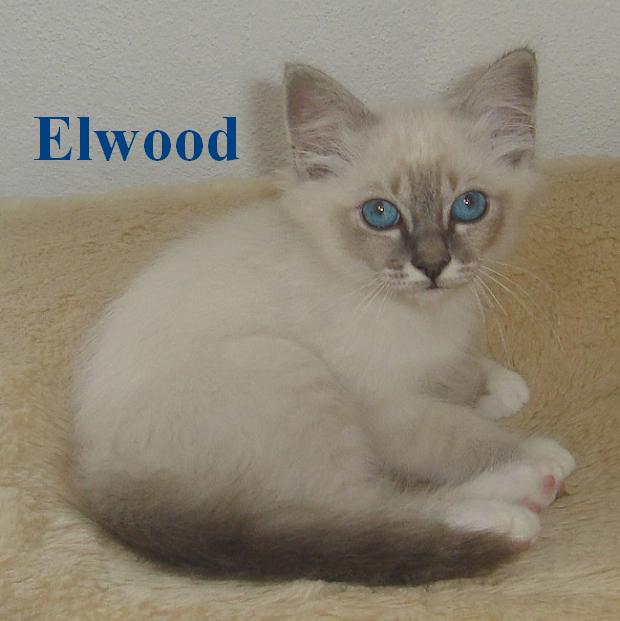 Elwood klein