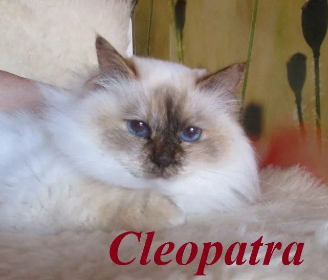 Cleopatra the cosy One