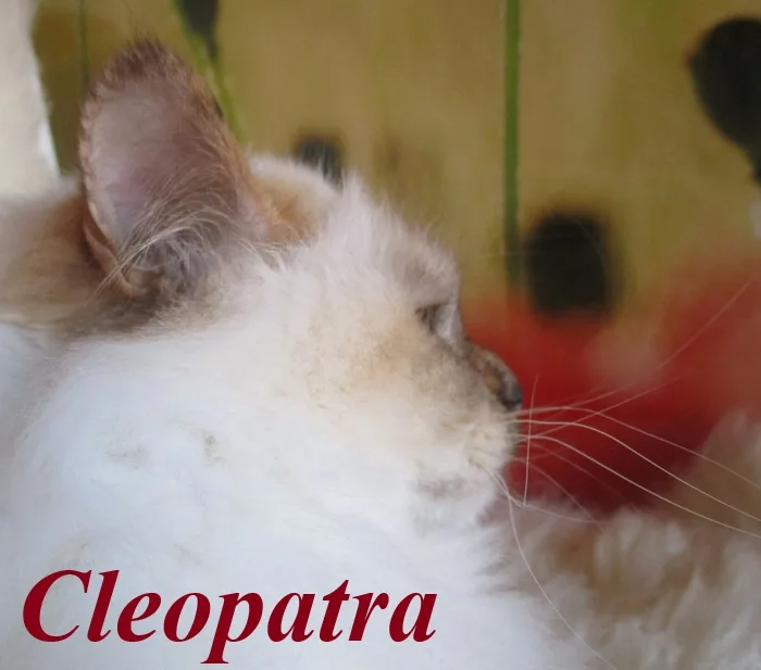 Cleopatra the cosy One – Birma (Heilige Birma) – Foto 2