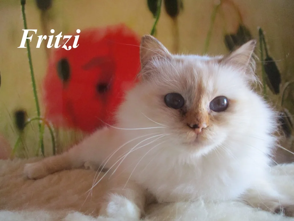 Fritzi the cosy One