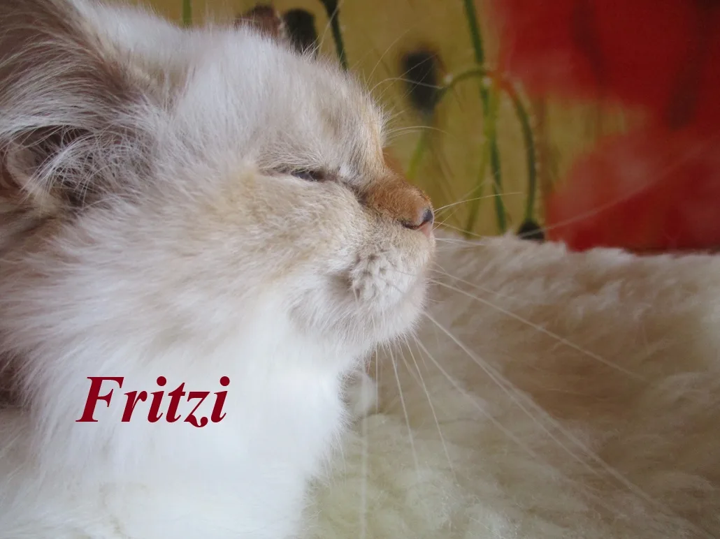 Fritzi the cosy One – Birma (Heilige Birma), Chocolate Tortie Point – Foto 2