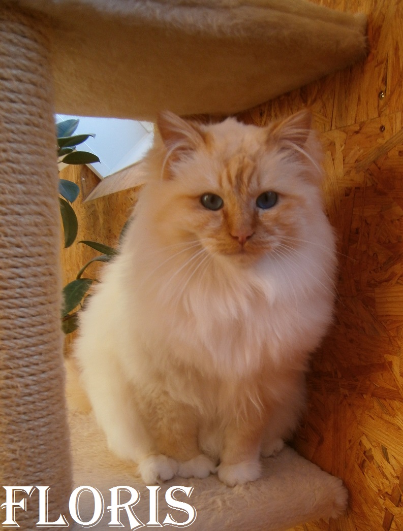 Hl. Birma Red Point erwachsen