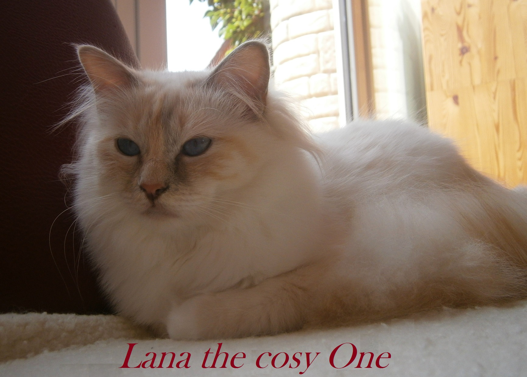 Lana mit 10 Monaten, Lilac Tortie Point