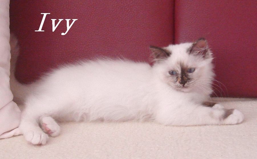 Ivy 3 Monate, Seal Tortie Point