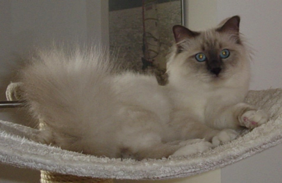 Blue Point groß (Mr. Blue, 10 Monate)
