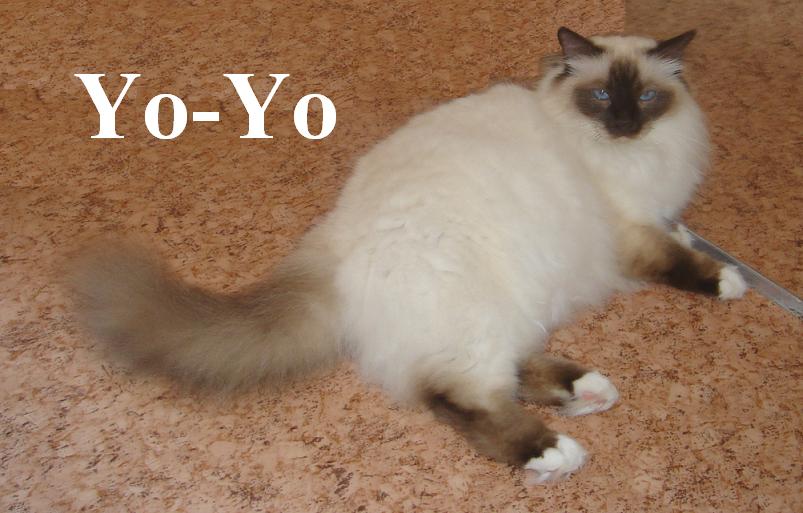 Yoyo, Chocolate Point, groß
