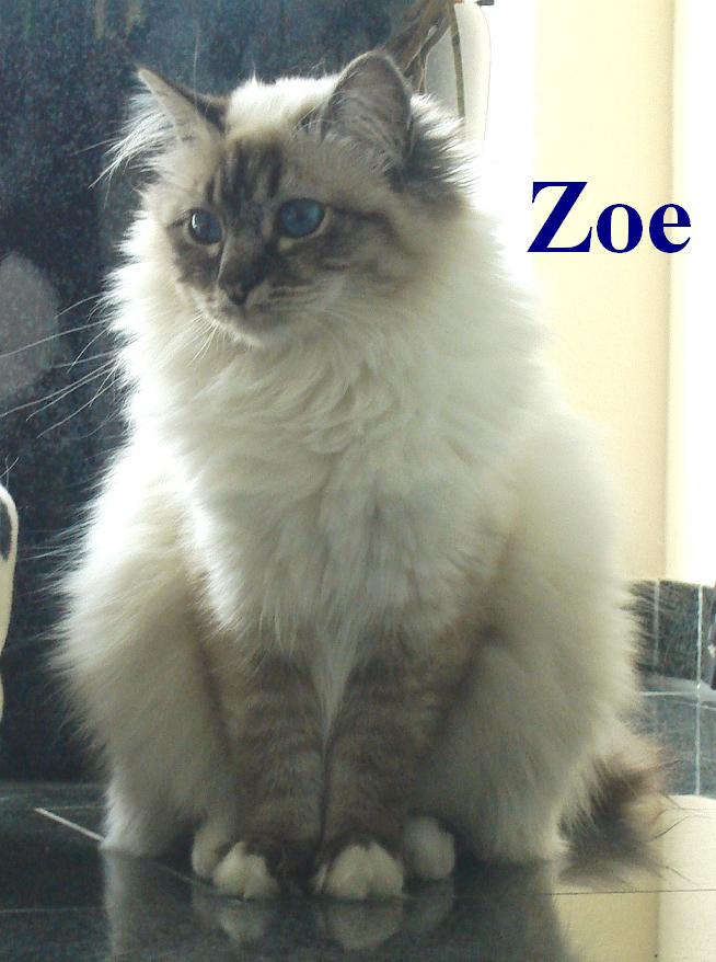 Zoe groß (13 Monate), Seal Tabby Point
