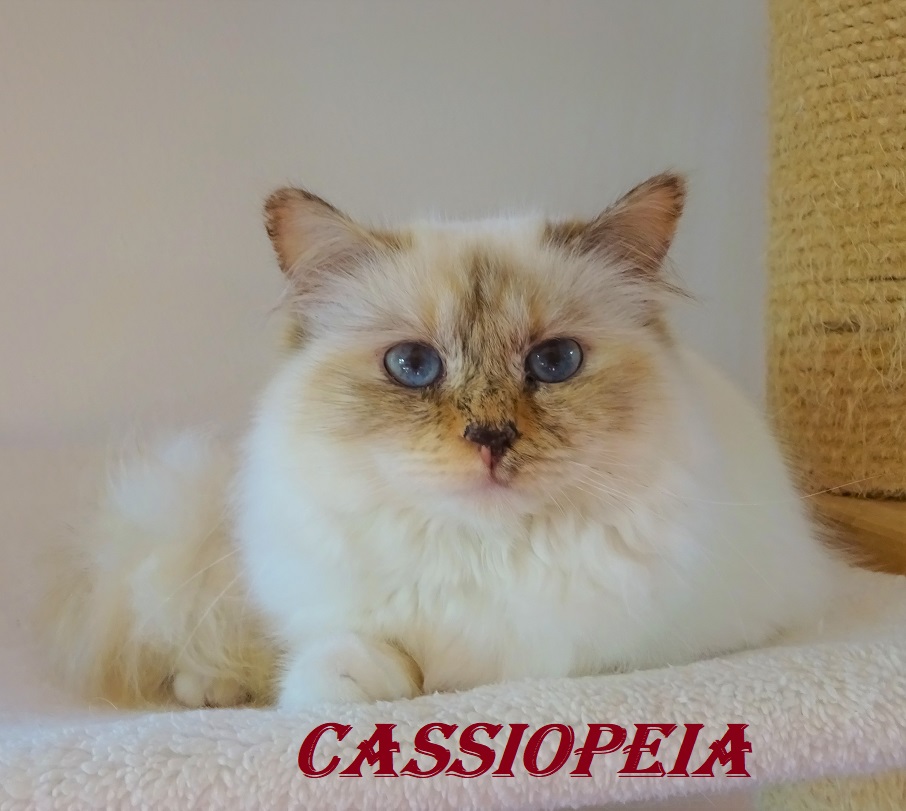 Cassiopeia the cosy One