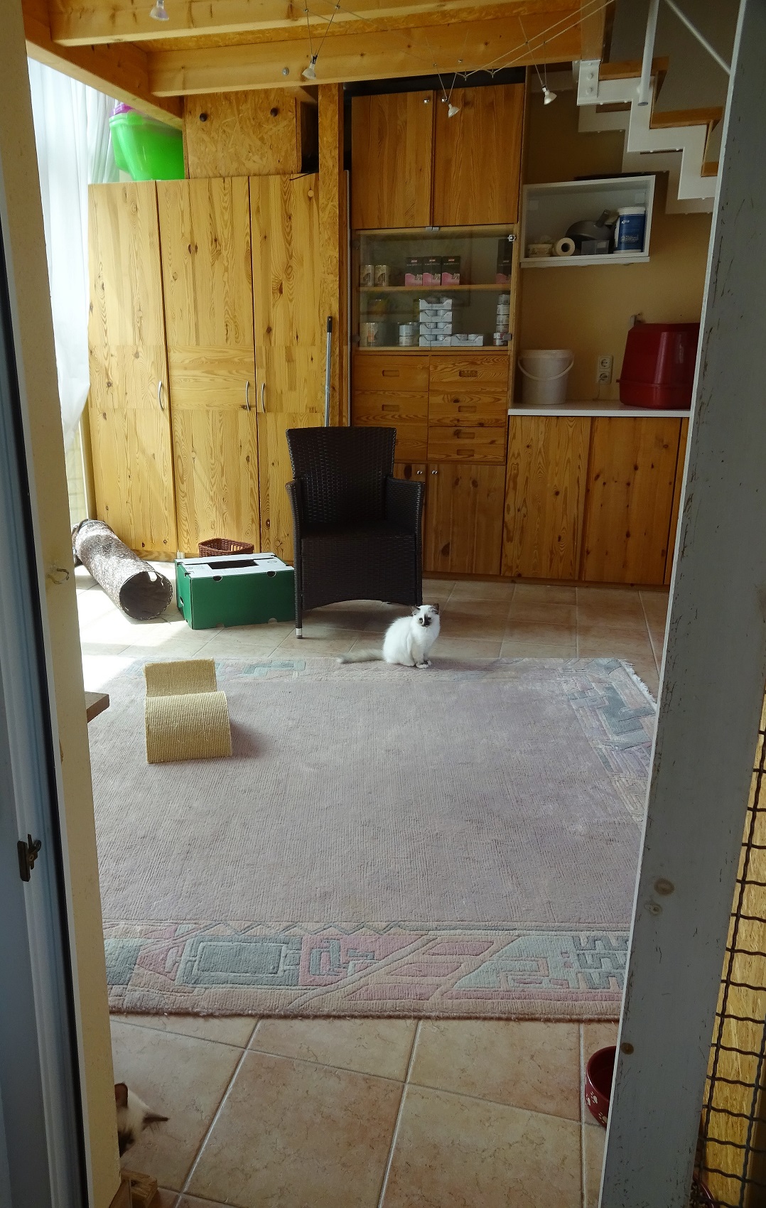 Kittenzimmer 2