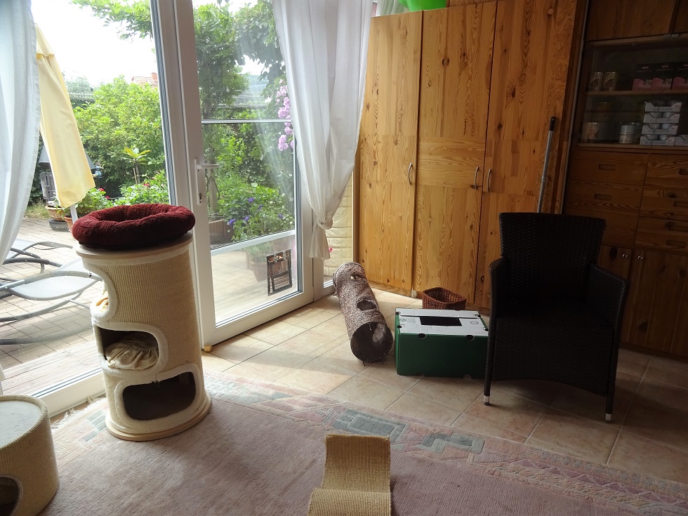 Kittenzimmer 2