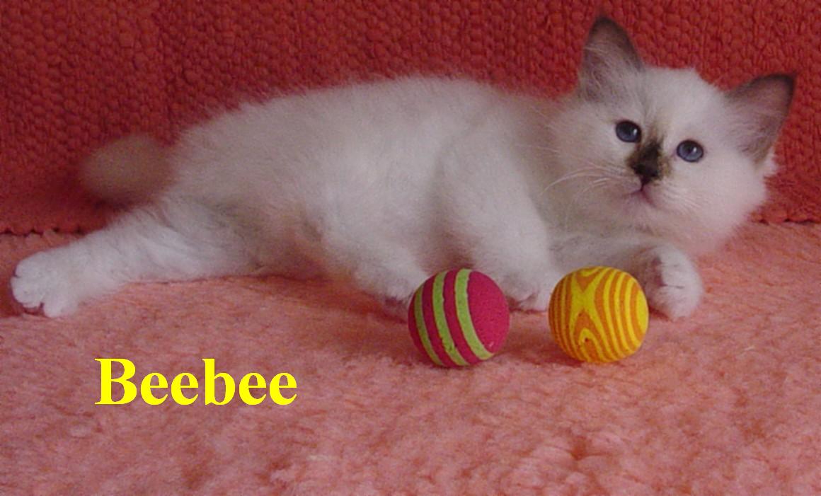Beebee, Chocolate Tortie Point, klein