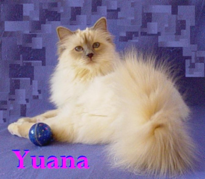 Yuana, Lilac Point, groß