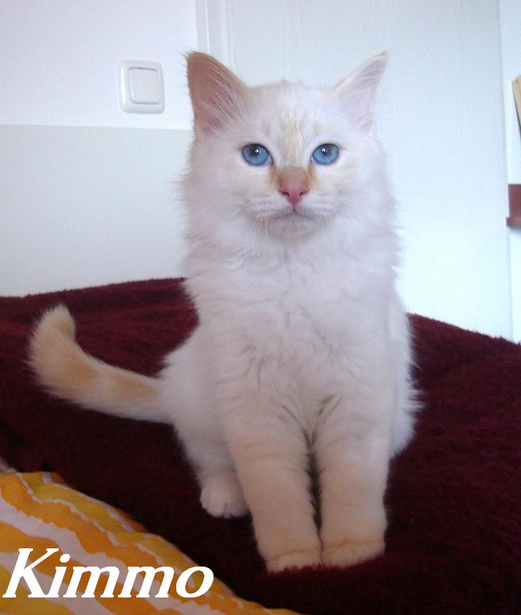 Hl. Birma Red Tabby Point Kitten (Kimmo)