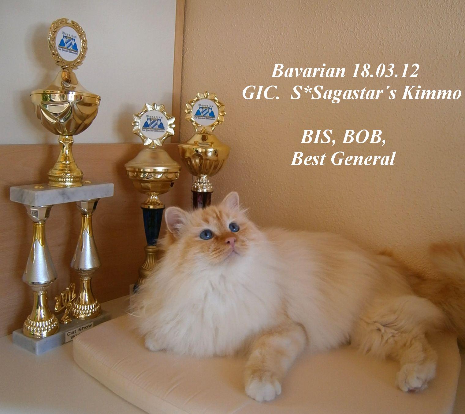 Hl. Birma Red Tabby Point erwachsen (Kimmo)