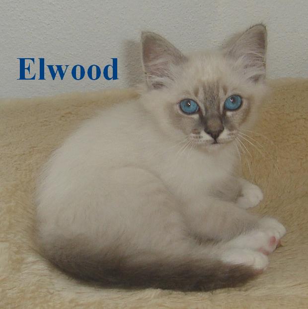 Elwood, Blue Tabby Point, klein