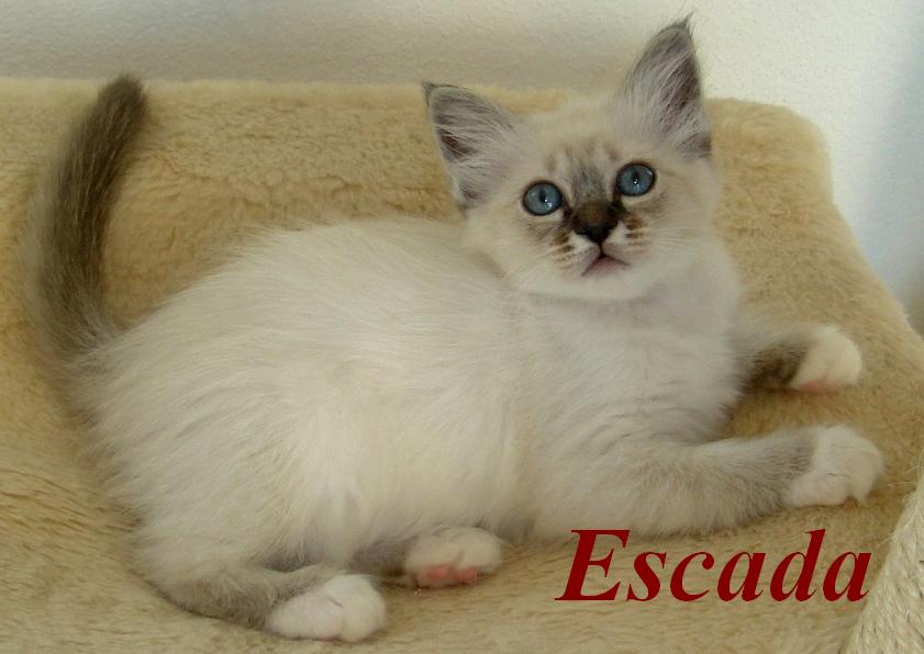Hl. Birma Seal Tabby Point Kitten (Escada)