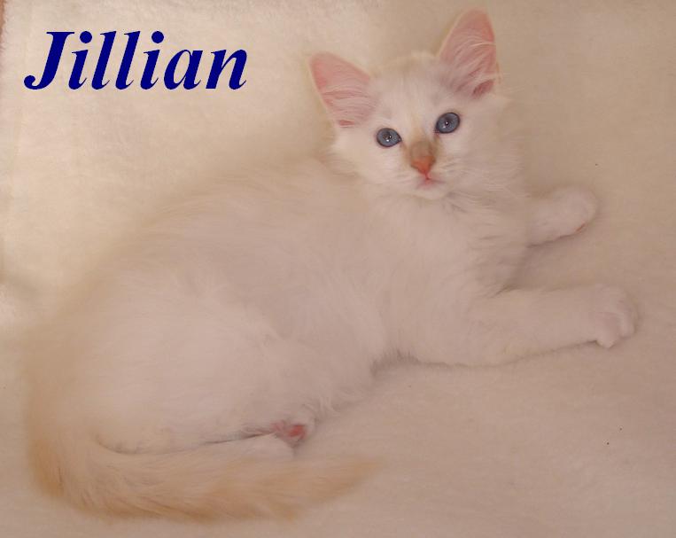 Hl. Birma Cream Tabby Point Kitten (Jillian)