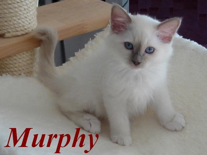 Hl. Birma Lilac Point Kitten (Murphy)