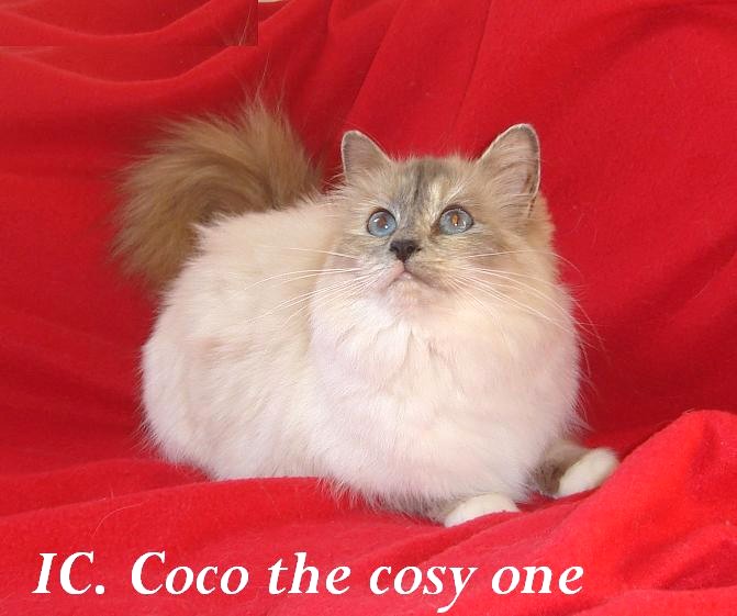 Coco the cosy One