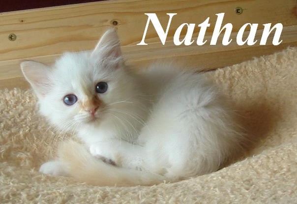 Hl. Birma Red Point Kitten (Nathan)