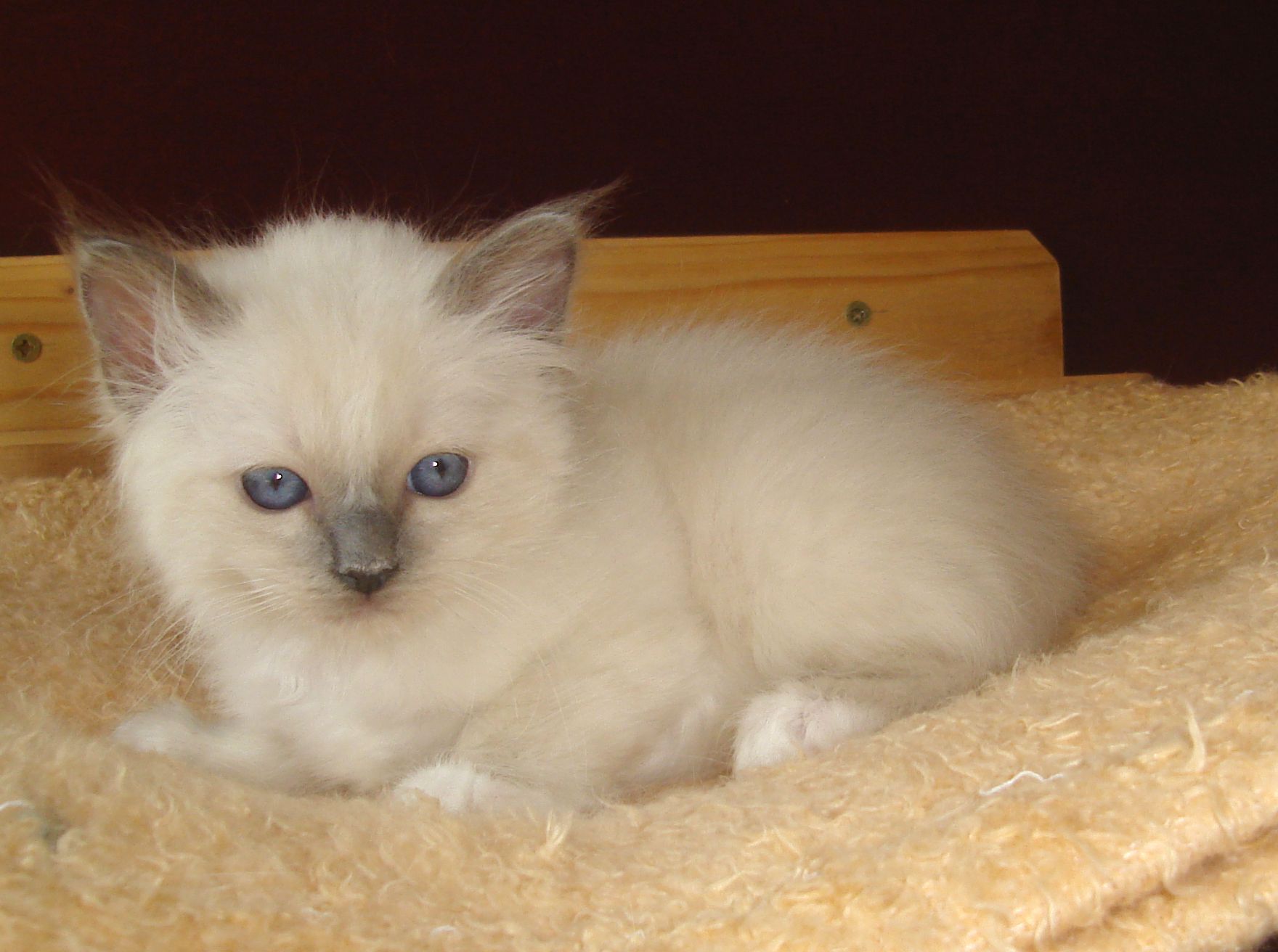 Hl. Birma Blue Point Kitten (Malley)