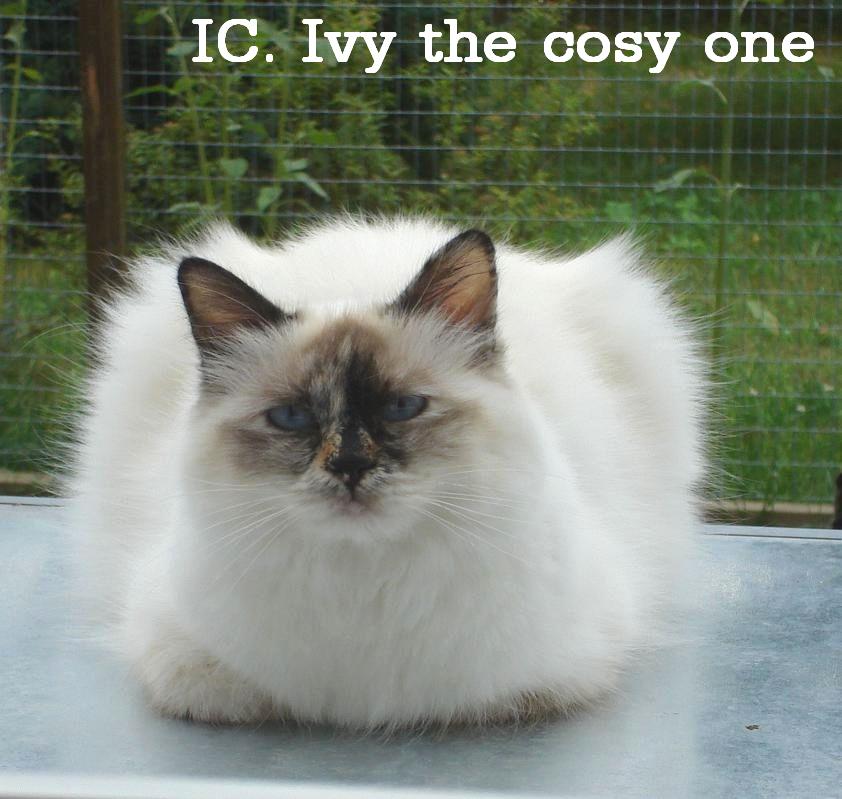 Ivy groß (tragend), Seal Tortie Point