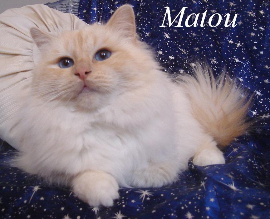 Matou the cosy one