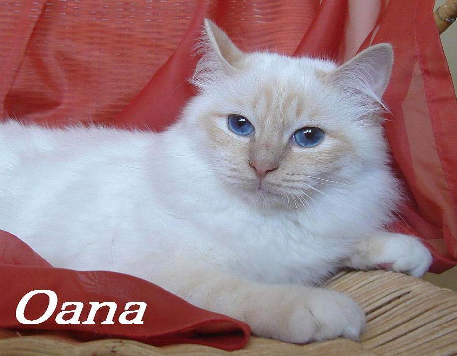 Oana vom Bliestal – Heilige Birma, Cream Point – Foto 3