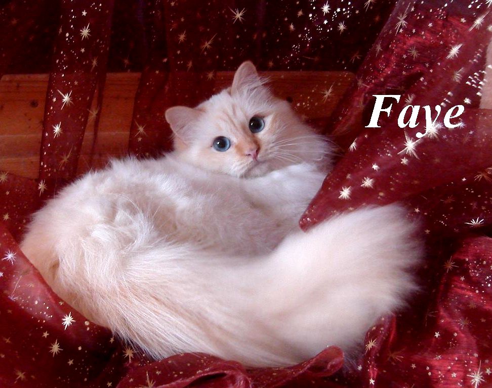 F*Faye de l´Aubade d´Or