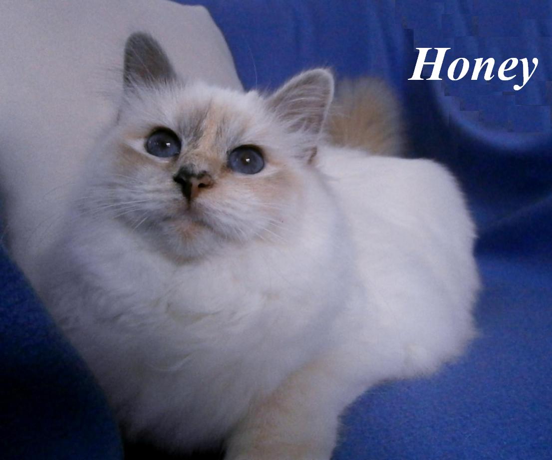 Honey, Blue Tortie Point, erwachsen