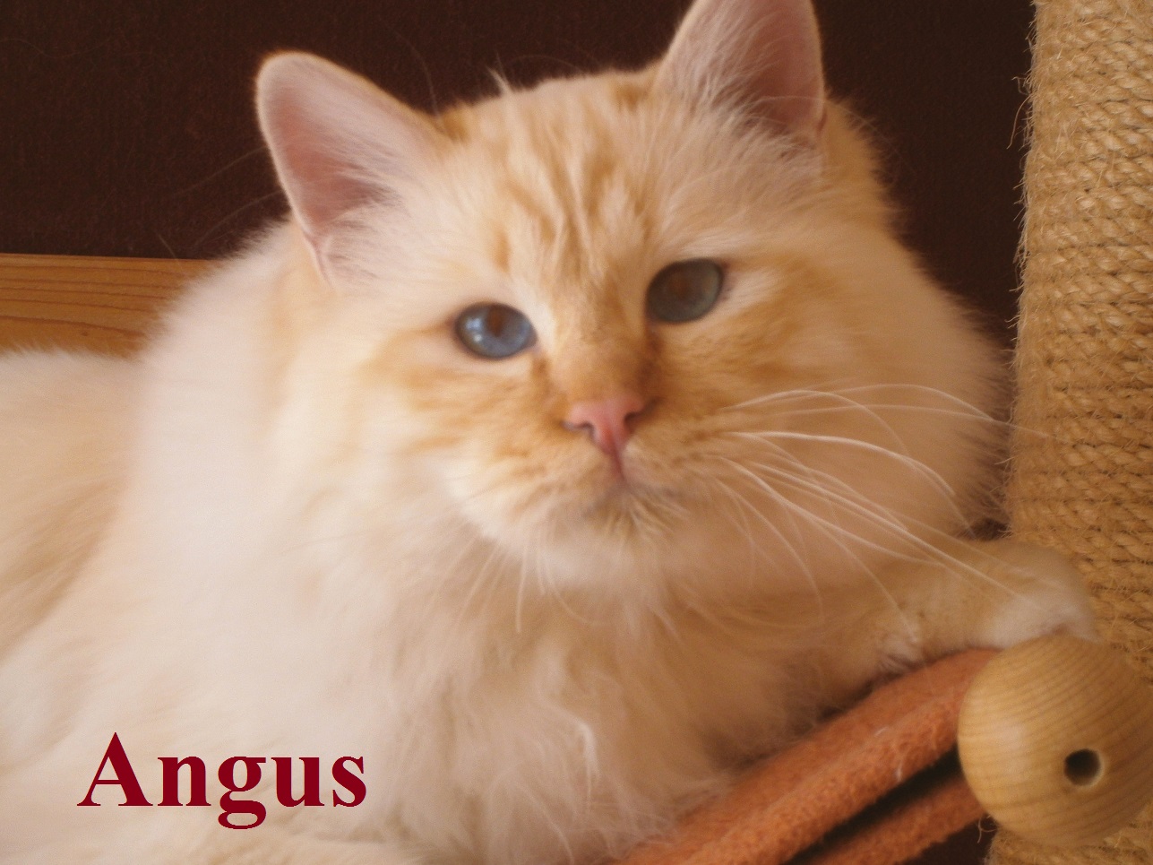 Angus the cosy One