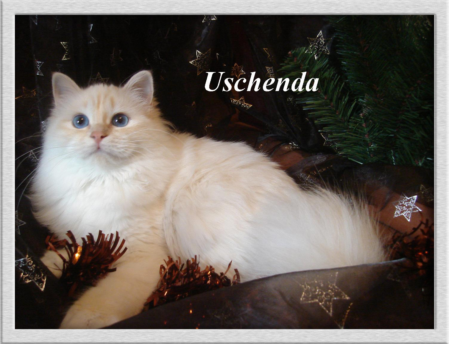 Uschi (Uschenda), Cream Tabby Point, groß