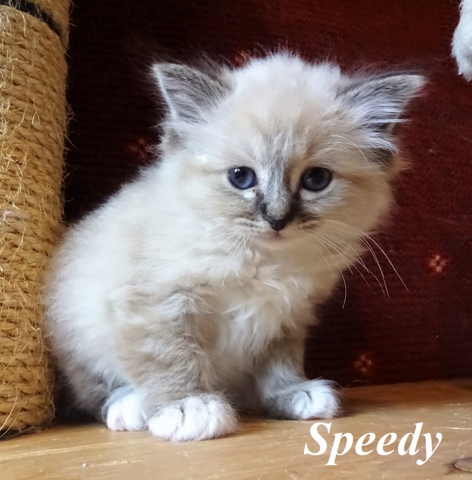 Speedy