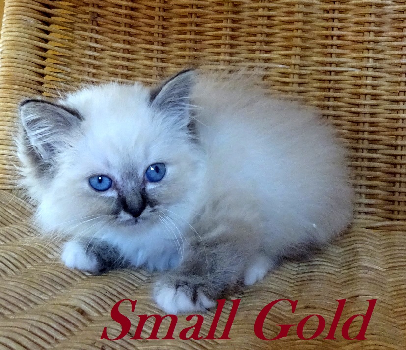 Small Gold