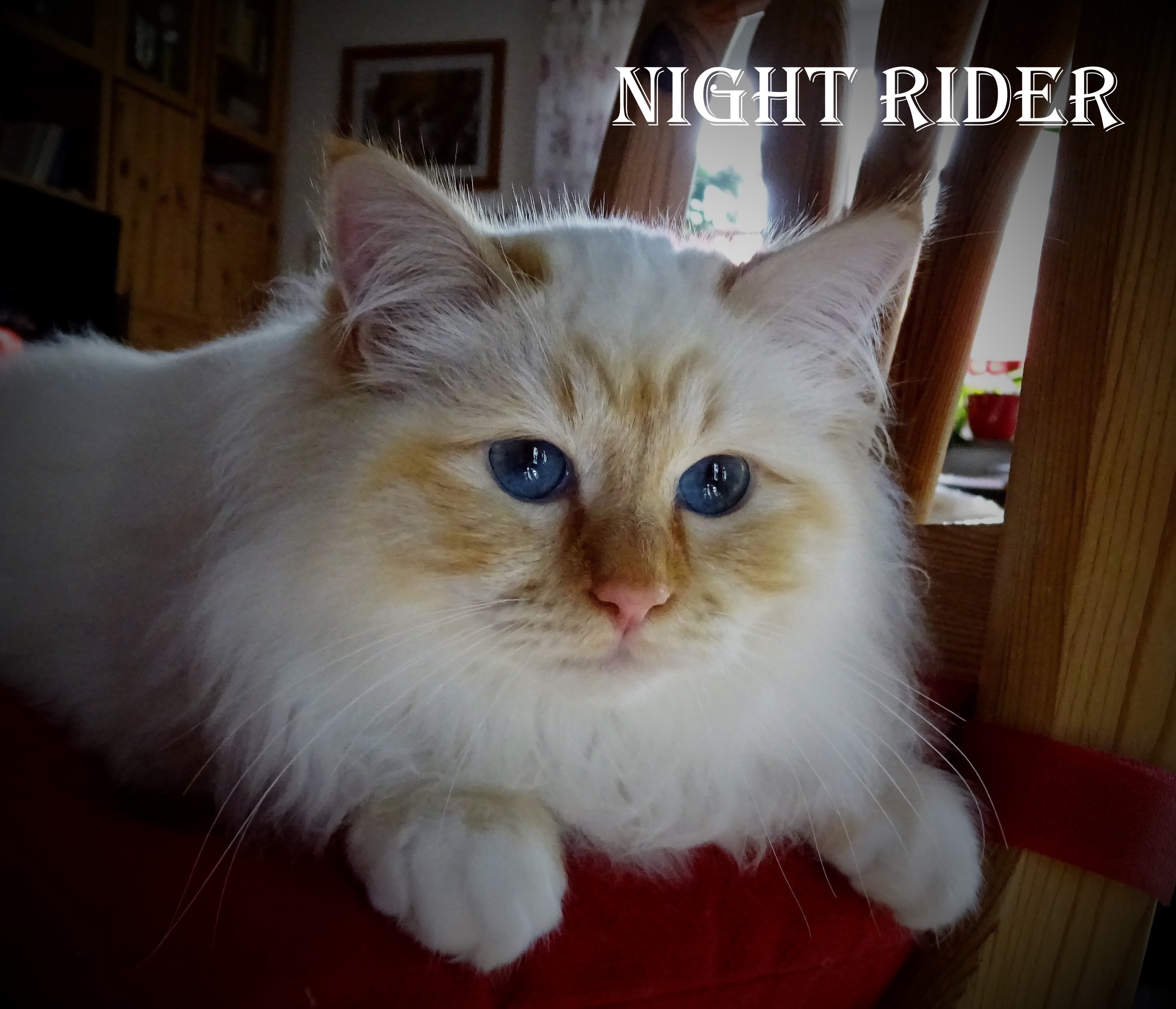 Night Rider, Red Tabby Point