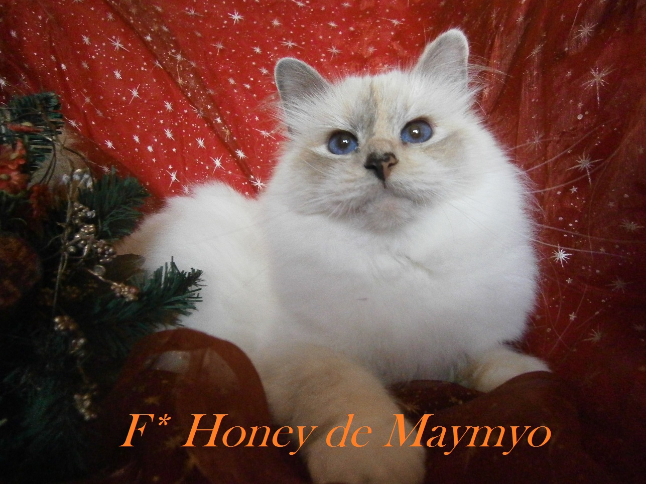 F* Honey de Maymyo