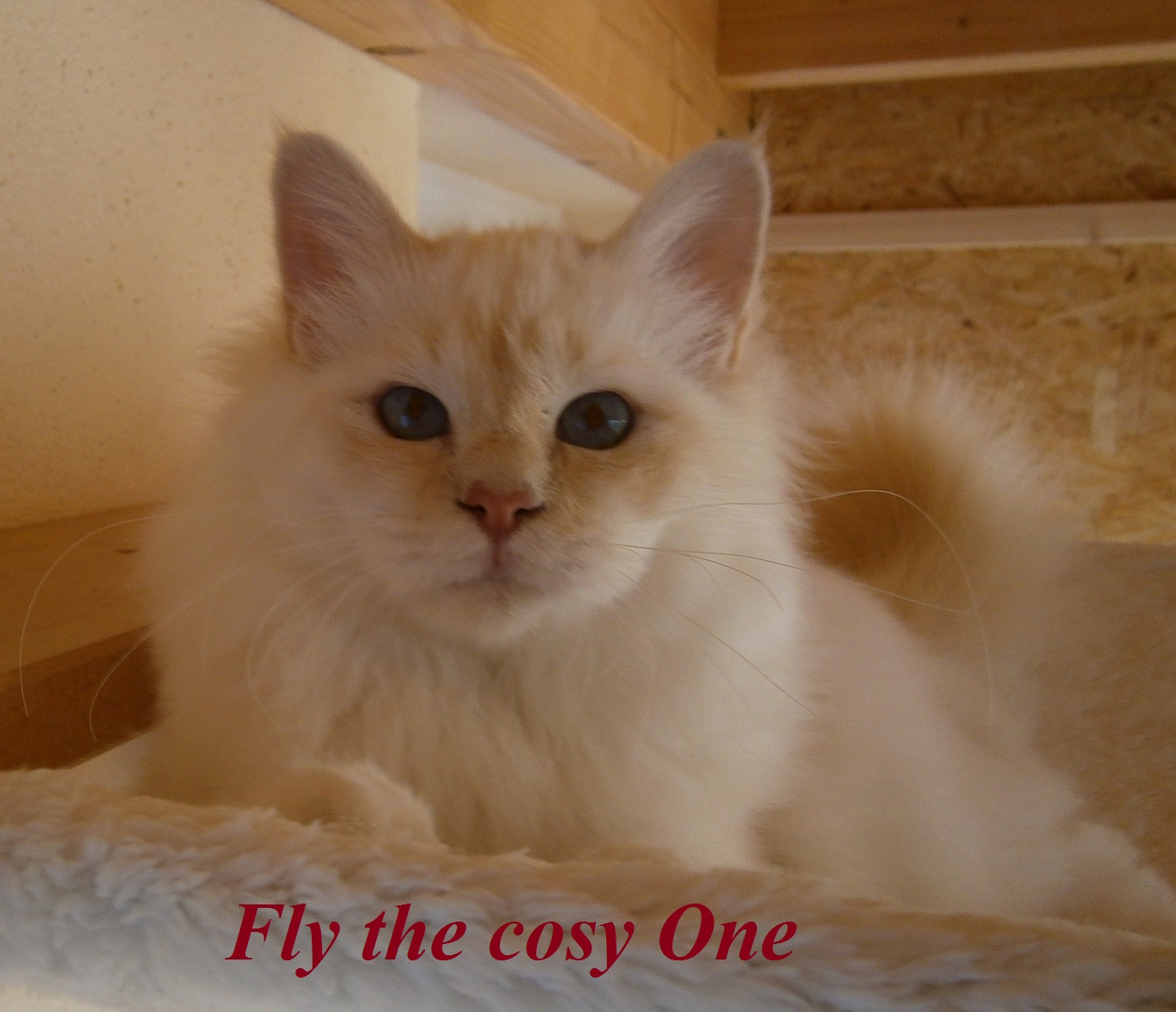 Fly the cosy One – Heilige Birma, Cream Tabby Point