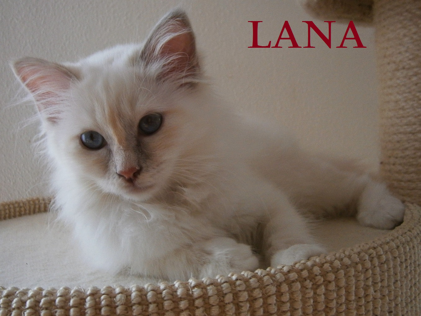 Lana, Lilac Tortie Point