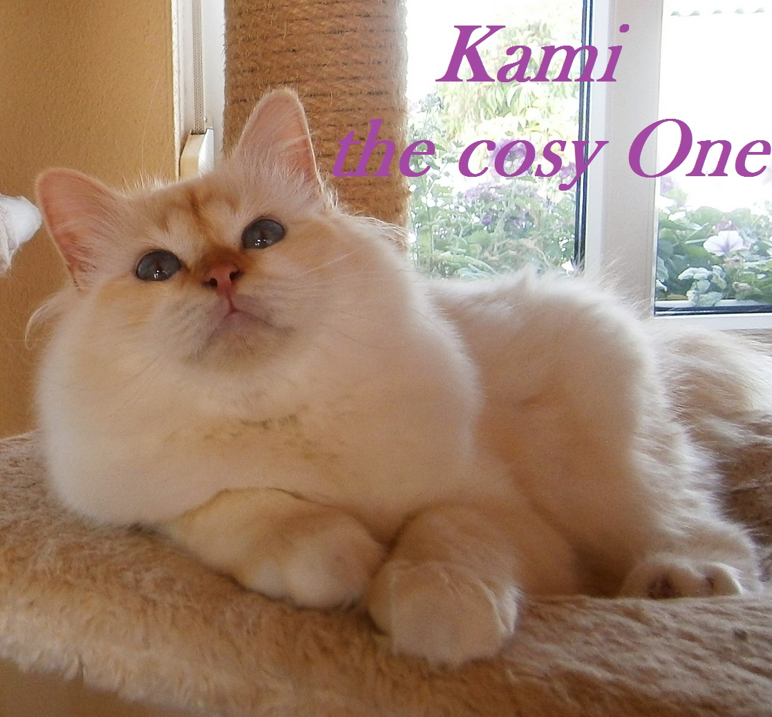 Kami the cosy One – Heilige Birma, Red Point