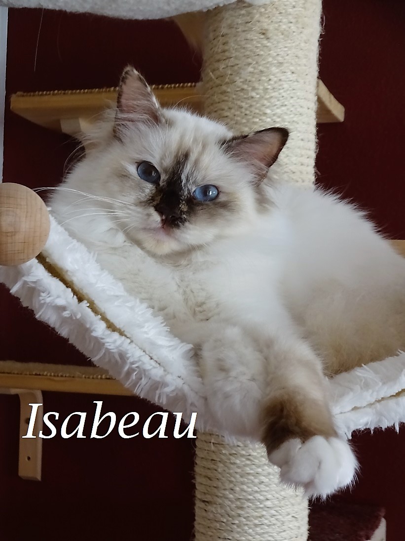 Isabeau the cosy Beauty – Heilige Birma, Chocolate Tortie Point
