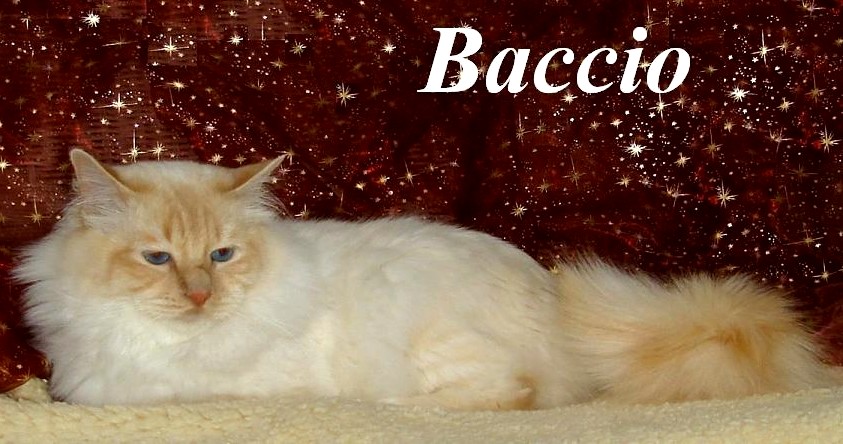 F* Baccio des Iles Borromees