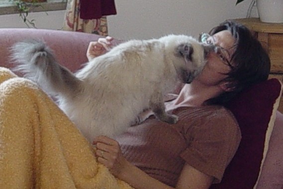 Ragdoll Blue Point adult (Bernie)