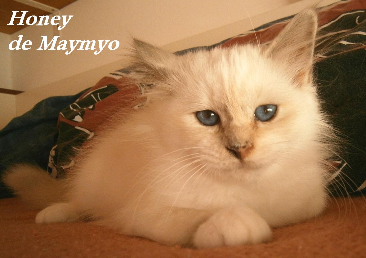 Honey, Blue Tortie Point, klein