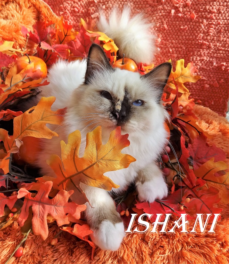 Ishani the cosy Beauty – Heilige Birma, Chocolate Tortie Point