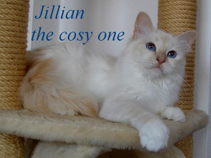 Hl. Birma Cream Tabby Point erwachsen (Jillian)