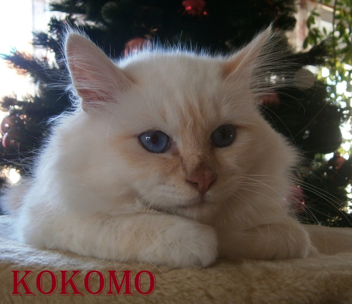 Kokomo the cosy One