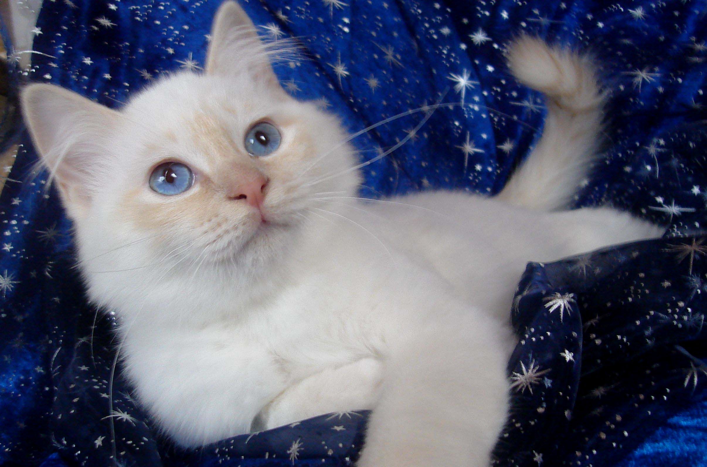 Hl. Birma Cream Point Kitten (Oana)