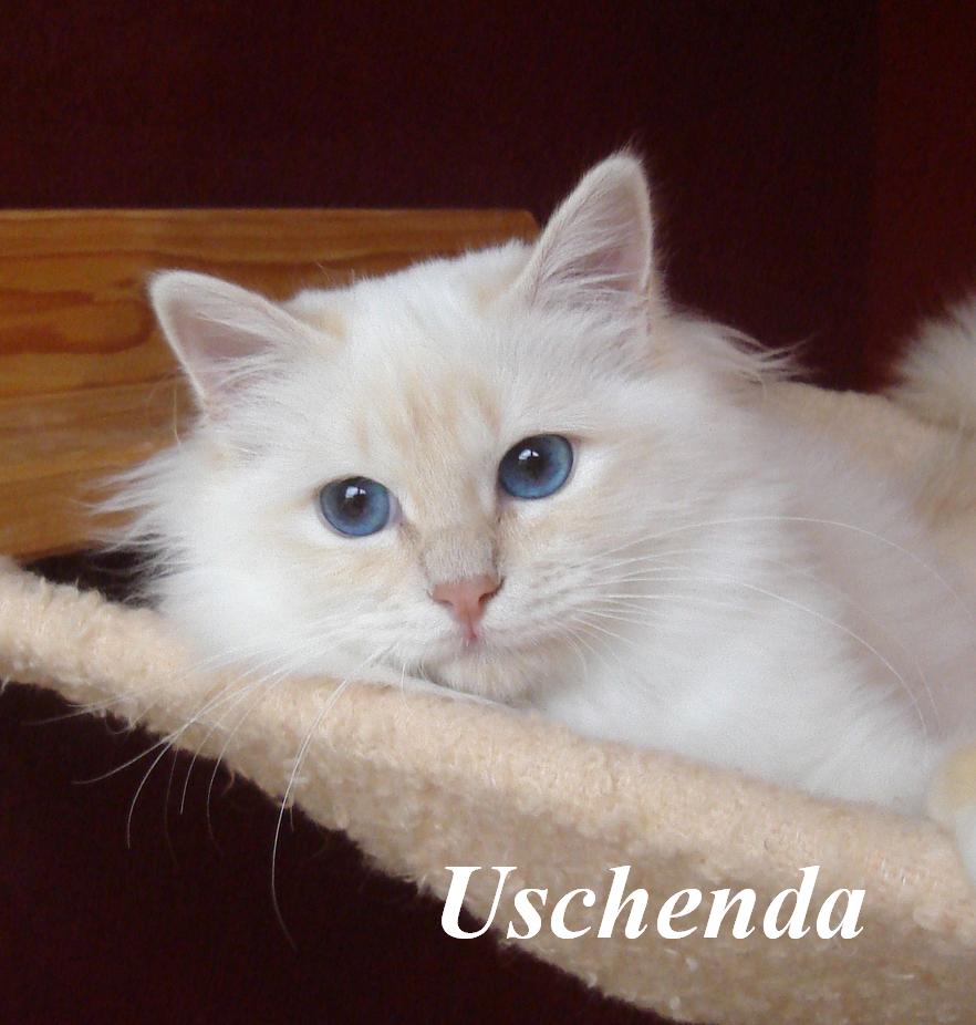 Uschenda the cosy One – Sacré de Birmanie, Cream Tabby Point – Photo 2