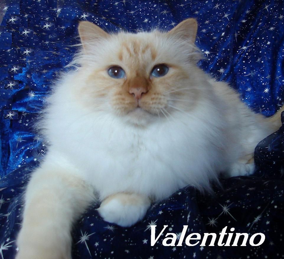 Valentino, Red Point, groß